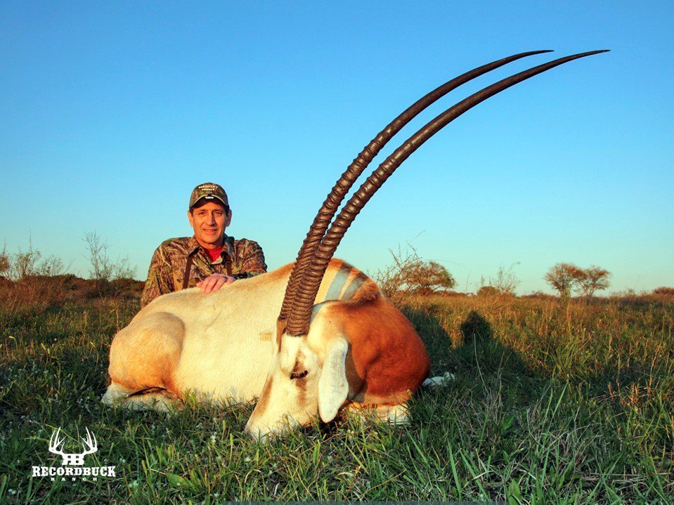 R_B_Ranch's tweet photo. A couple of hunts from last week!
#everythingsbiggerinTexas 
#recordbuck #hunting #exoticgame #texashillcountry #scimitaroryx #spring #utopia #TrophyHunting #blackbuck https://t.co/FimiaCGNrD