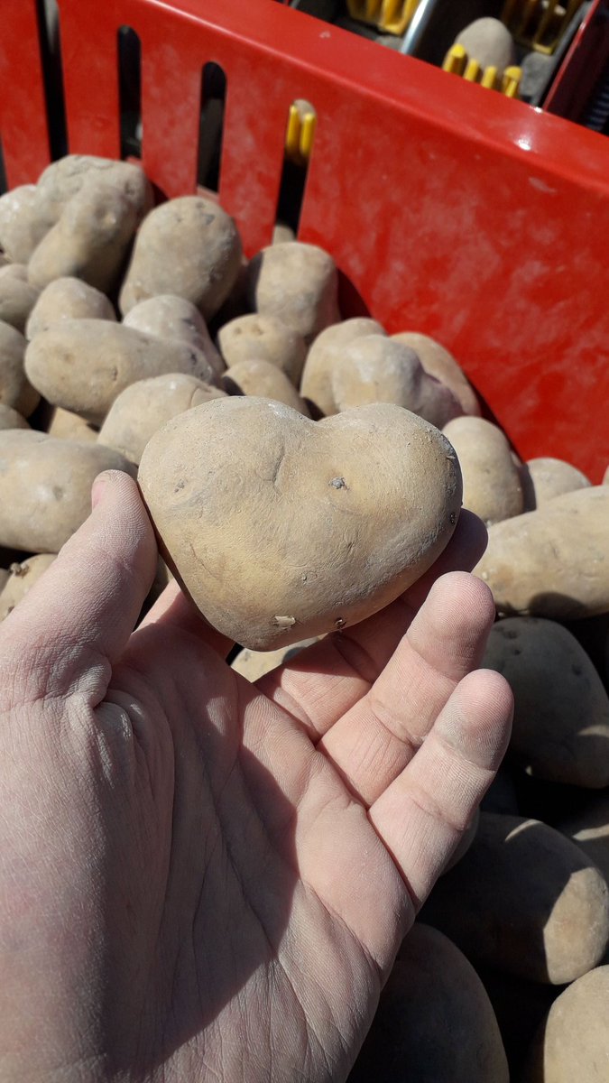 DoCammaert's tweet photo. Zouden we net zoveel liefde terug krijgen als dat we er in stoppen? 😍❤ #aardappelen #akker #Donata #Europlant #Farmfrites https://t.co/2qGCXyWv4e