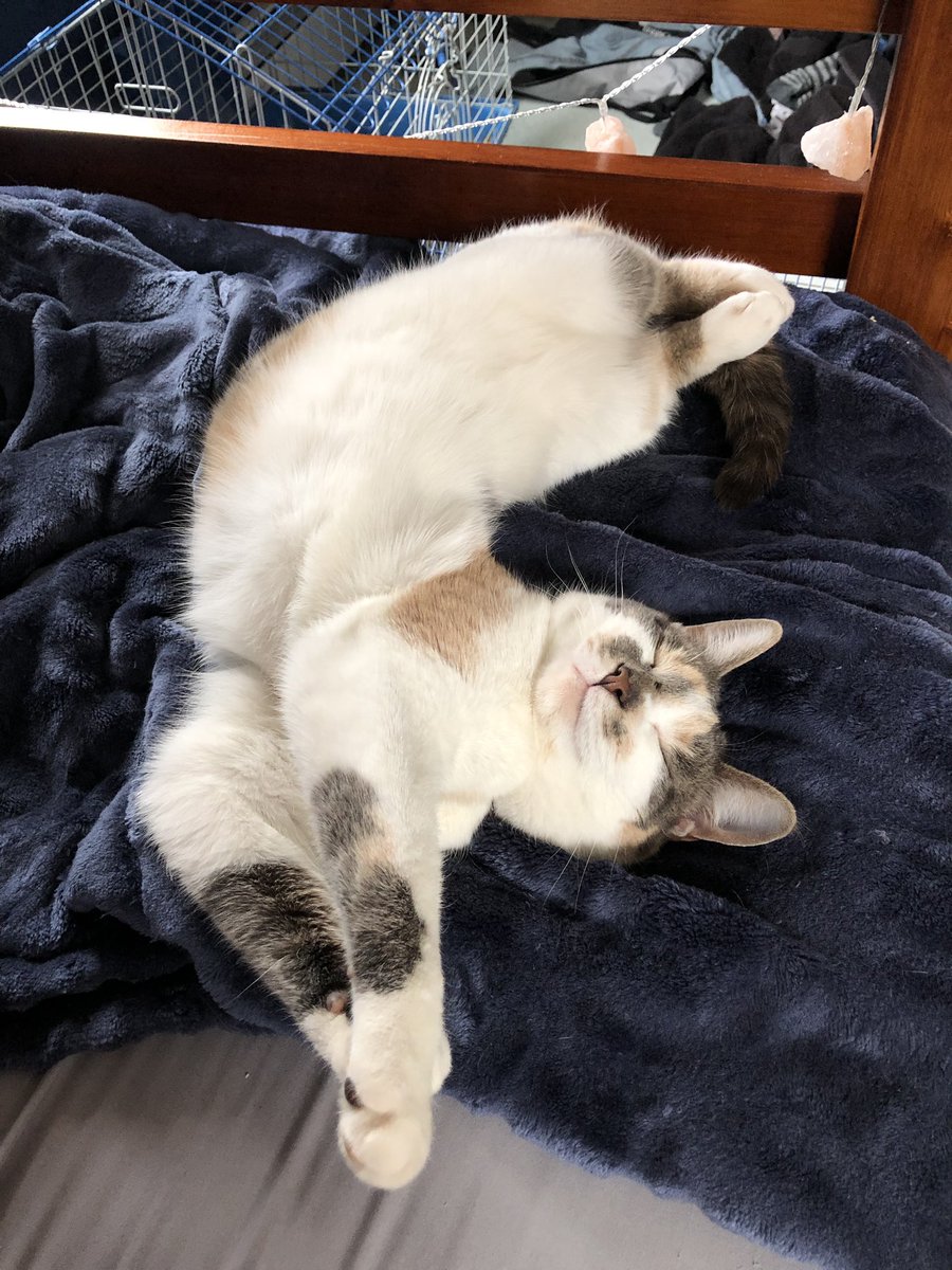 stupid sad bitch ™ (@trashratbabe)  X