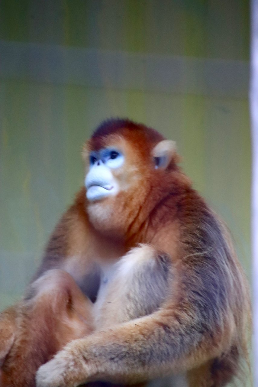 美紀写真屋 En Twitter 熊本市動植物園にて ちゃんと見たのは初めてだったかもしれない金糸猴 キンシコウ 孫悟空のモデルとも言われています 距離があったので 目一杯ズームして手前の檻をぼかしました 熊本市動植物園 金糸猴 T Co Py7rzionvi