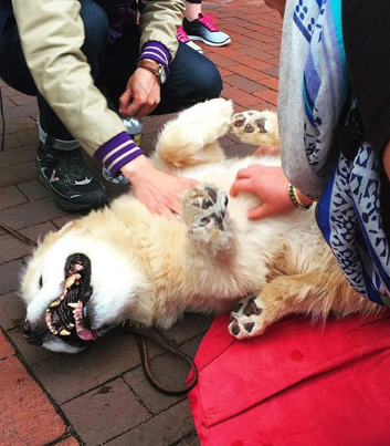 Hey, <a href="/UMichStudents/">Michigan Students</a>, as you wrap up classes, it's also time for stress relief events w/ dogs!

The first event is today at the U-M School of Music/Dance/Theatre (<a href="/umichsmtd/">U-M School of Music, Theatre & Dance</a>) - 12p-1p.

Next: Tomorrow, 6p-7:30p, U-M Taubman College of Architecture

(Info courtesy of <a href="/jared_wadley/">Jared Wadley</a>)