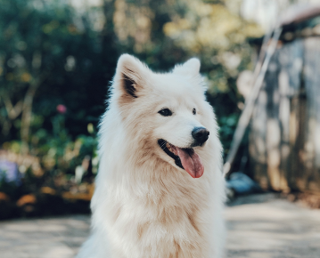 CentreVetes's tweet photo. Les chiens ont eux aussi le droit d’avoir une haleine fraîche et des dents propres !
Le chien adulte possède 42 dents qui réclament des soins. Il faut les lui brosser régulièrement avec des produits spécifiques afin d’éviter l’installation de tartre sur les dents. https://t.co/QPW1HLkbgS