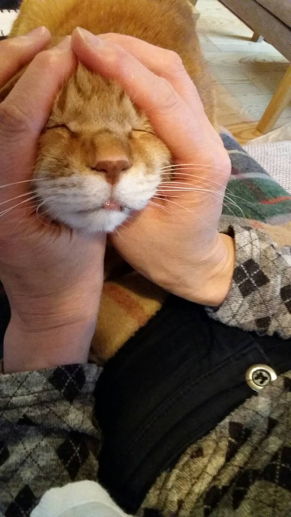 まめじろう 僕のこと丸めないでー コツメカワウソみたいで可愛い子 猫は見ちまうんだよー 猫 茶トラ 猫おにぎり まめじろう 猫おむすび めんこい T Co Edfareymoe Twitter