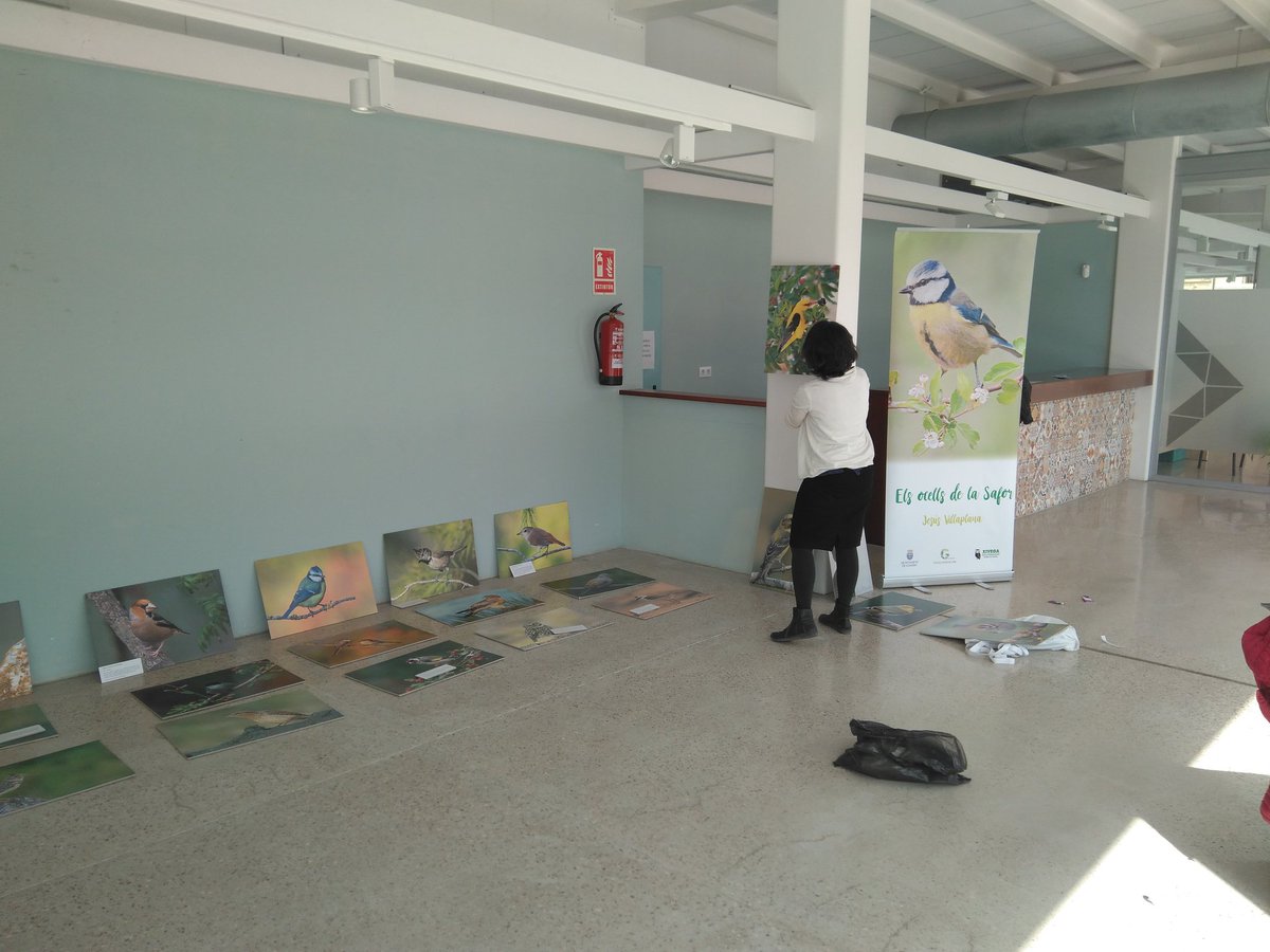 IdeariCoop's tweet photo. Hui de muntatge. Exposició "Els ocells de La Safor". #Xivega https://t.co/MwL3cfhiRw