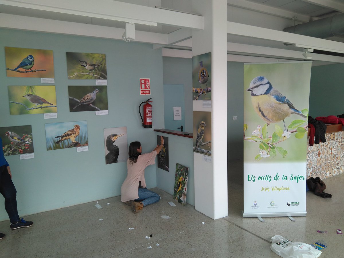 IdeariCoop's tweet photo. Hui de muntatge. Exposició "Els ocells de La Safor". #Xivega https://t.co/MwL3cfhiRw