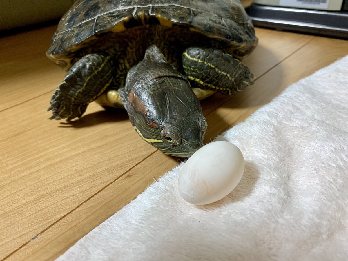 オド A Twitter 今期初産卵 ひっそり 密かに ストーブ前で一つつだけ 去年の初産卵と同じパターンです アカミミガメ ミドリガメ