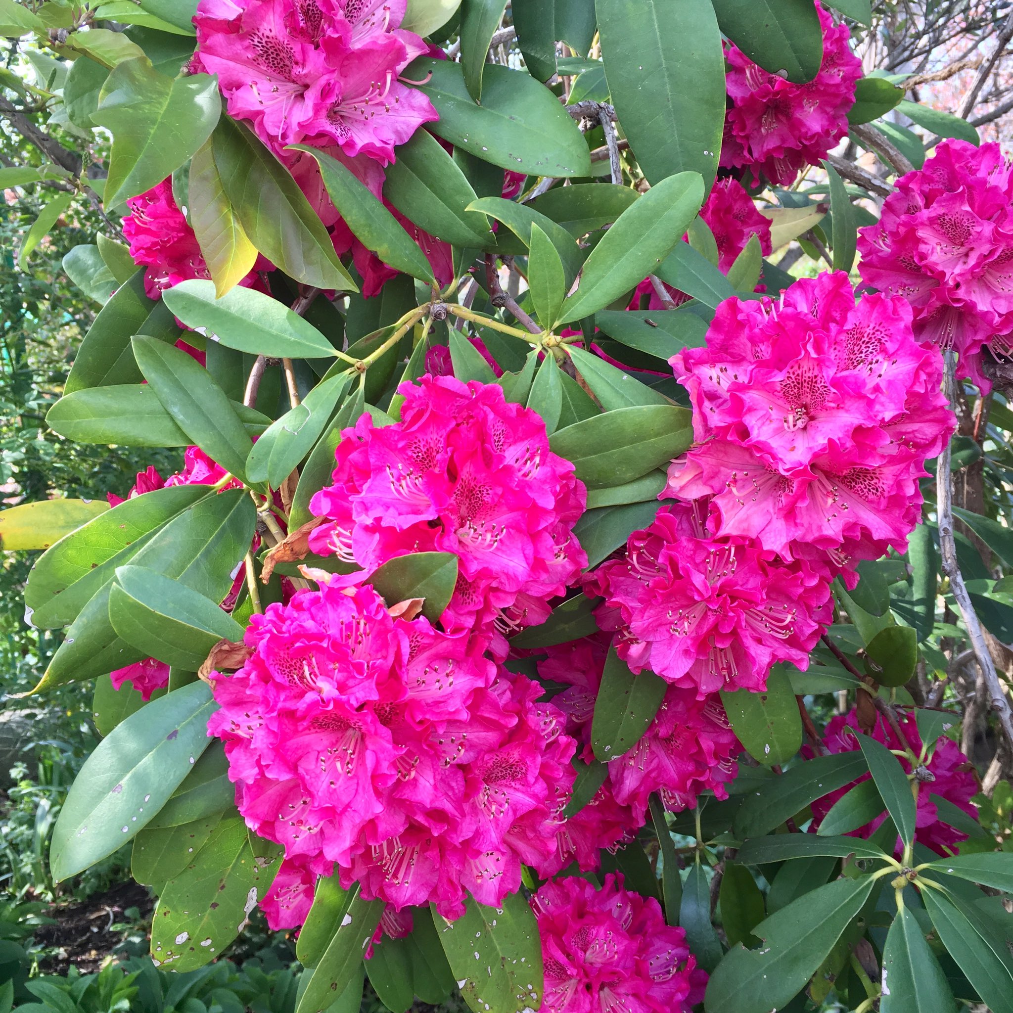 ケレン毒 Twitter Search Twitter