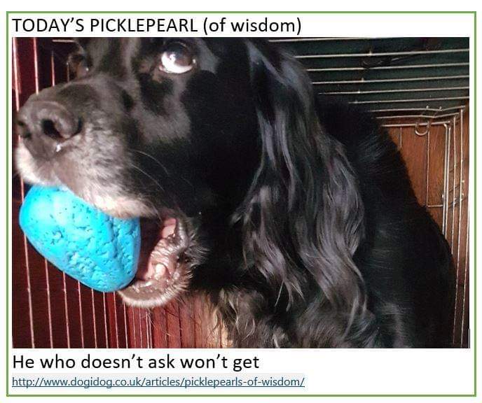 TheINTODogs's tweet image. Very true!!!
#picklepearlofwisdom from @TheoDogLady 
#dog #dogs #doggo #cockerspaniel #ISCP #ican #gameofbones