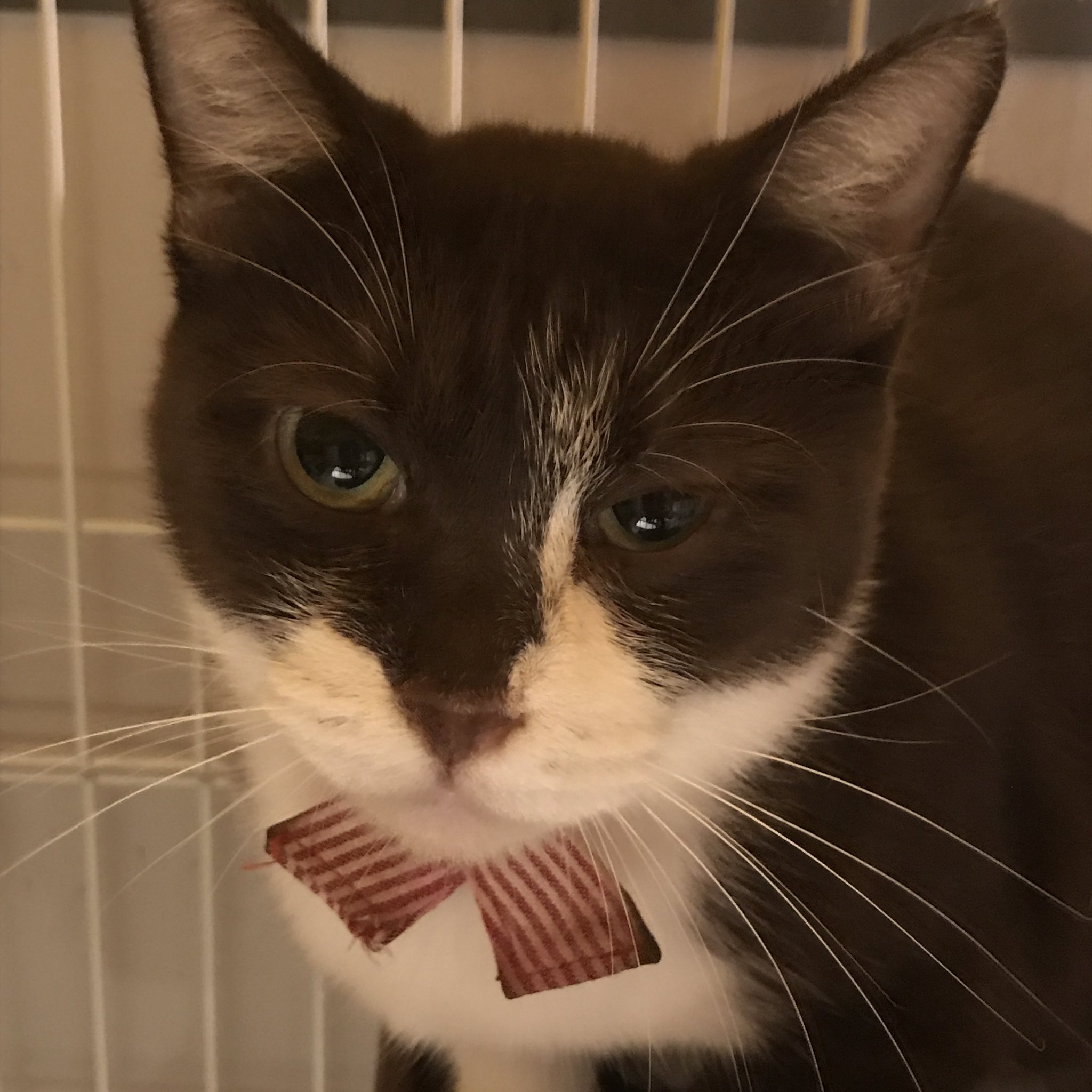 保護猫カフェ Aro Hogonecocafearo Twitter