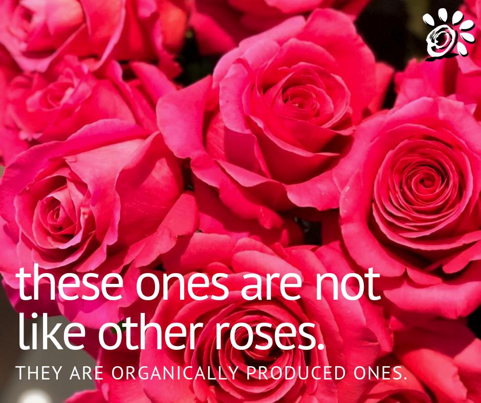 FloranaFarms's tweet photo. What makes us different is the fact of using only the best organic inputs in every step of our roses' growing process.

Ecoalternativas​ provides us with only the best soil conditioners, biostimulants and more.

#organic #organicagriculture #organicroses #roses #gogreen https://t.co/dzSLVMOE3G
