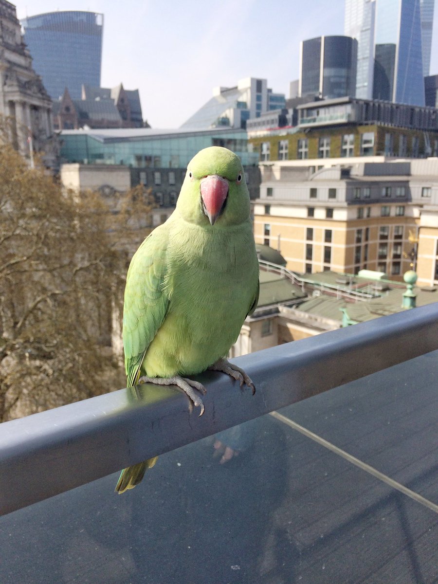 Darren Ciolli-Leach tweet media