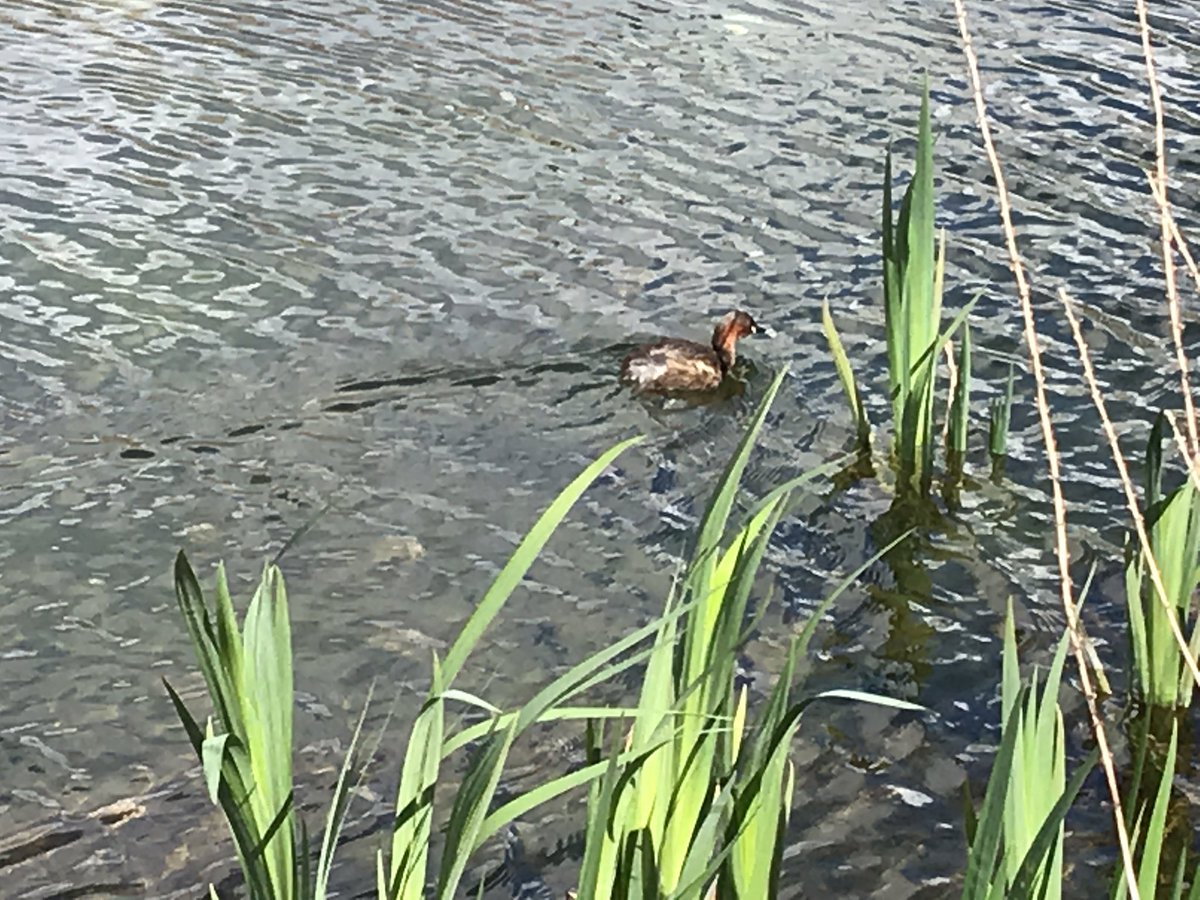 Little grebe on new UCD lake <a href="/UCDGreenCampus/">UCD Green Campus</a>