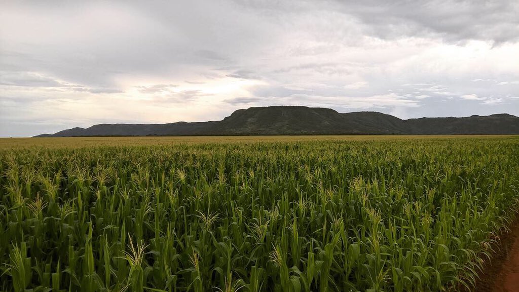 clevertontcs's tweet photo. 7• Acompanhamento da Safra Brasileira de Grãos: 235,3 milhões de toneladas
@Conab_Oficial @Min_Agricultura
#inteligenciaagropecuaria #conabinforma https://t.co/qoe93MnQU9