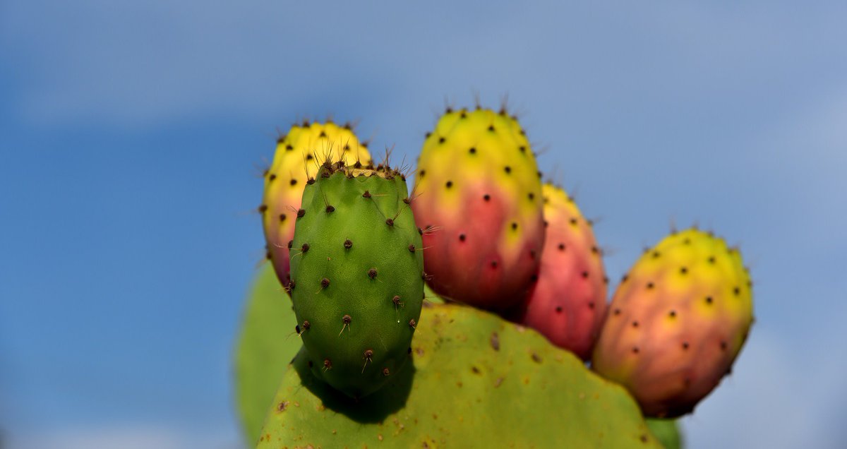 Did you know prickly pears are indigenous to the Americas and can be found in plentiful supply in Mexico? They are also known as Tuna!