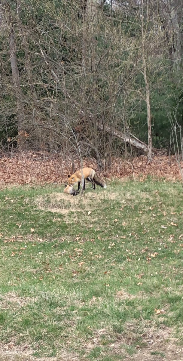 #stonehillbiodiversity