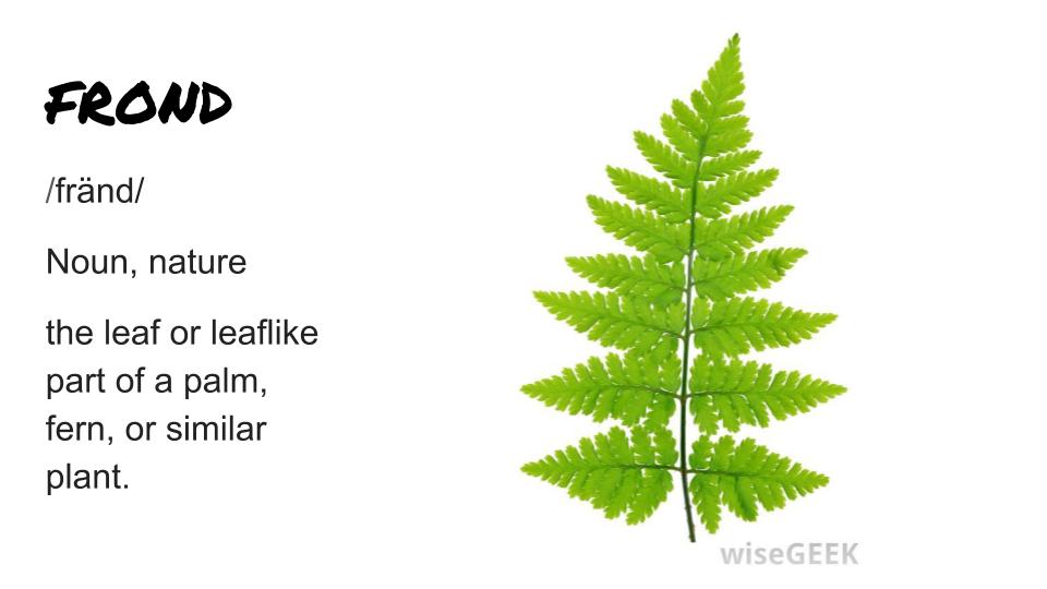 KeanWriting's tweet image. Something interesting! Today's word is Frond, the leaf or leaflike part of a palm, fern, or similar plant.  #keancougars #keanwritingcenter #writingcenter