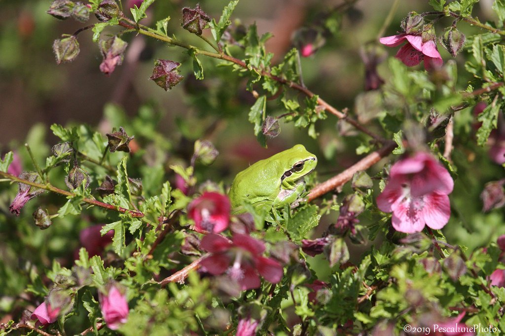 Pescalune's tweet image. Bain de soleil .... 🐸