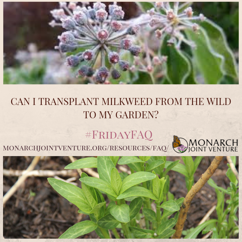 MonarchsJV's tweet photo. Wondering if you can transplant milkweed into your garden from the wild? Find the answer to this #FridayFAQ at https://t.co/vC4yQbRNIq https://t.co/50nNKmD33e
