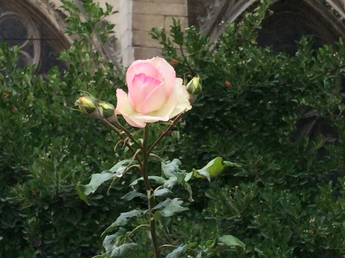 A single flower taken October 2014 where the fire now rages.  Regardless of religious affiliation we weep together.