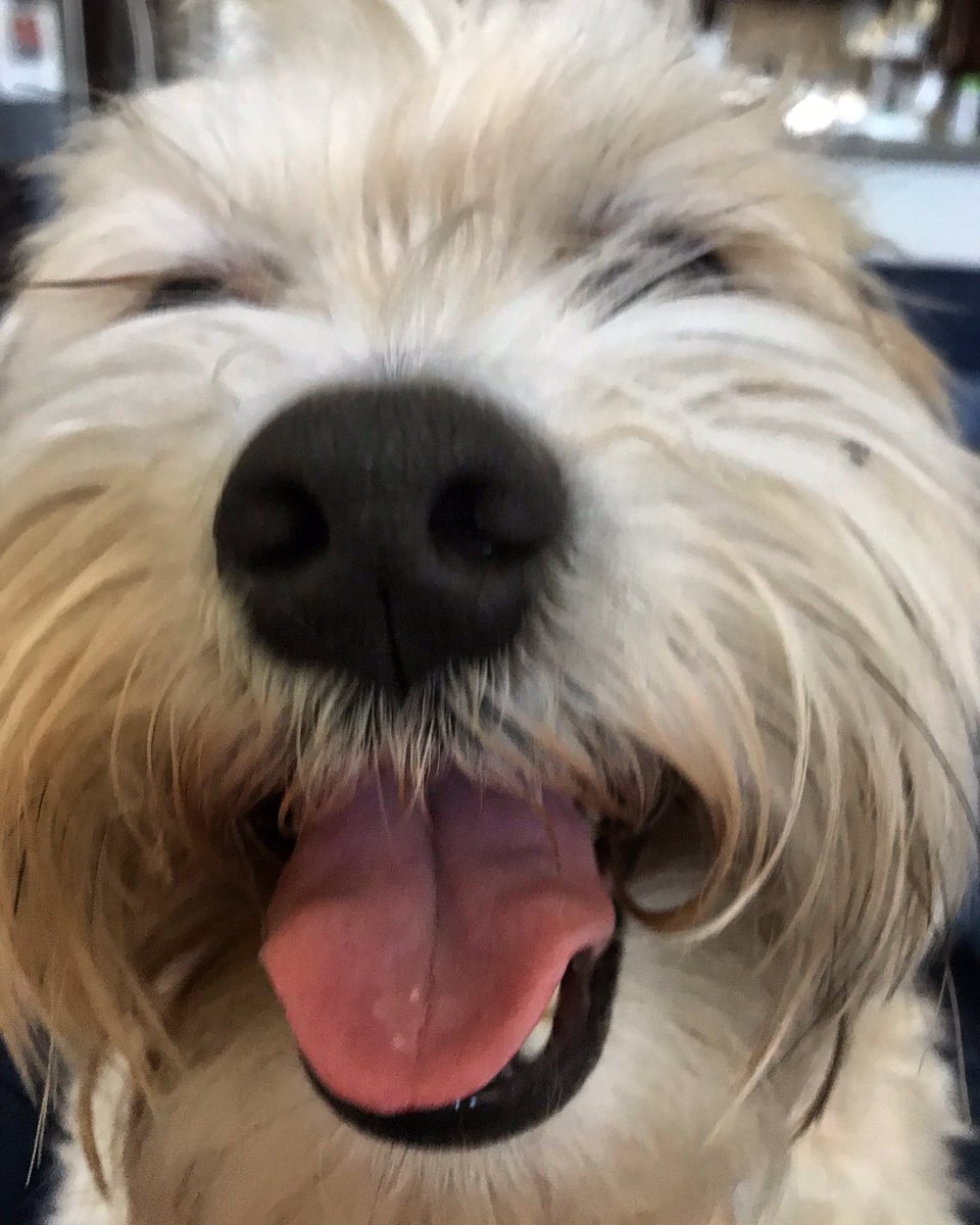 ChowAndTabby's tweet photo. Hiiiii!!! Tabby is super excited because our newest spring collection will be arriving soon in two weeks! Stay tuned for new designs! #happymonday #happydog #dogmom #dallasdog #chowandtabby #soexcited #staytuned #dogmomshirt #comingsoon #newdesigns #dogdad #boop #boopmynose https://t.co/i9ricL0E3i