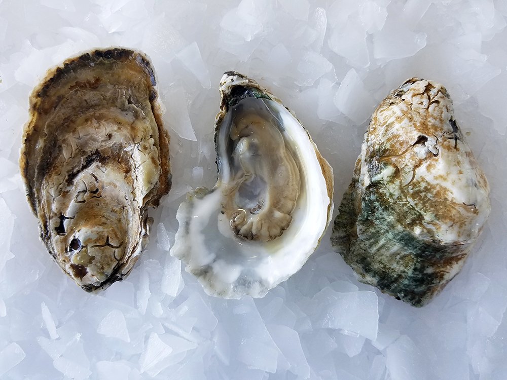 SamuelsSeafood's tweet image. Blackberry Oysters are our #OysterOfTheWeek! Blackberrys are harvested from the Blackberry Hang Oyster Reef, VA ;and have a mild briny flavor with a semi-firm texture and a slightly sweet finish. #ShellfishLover #OysterHead #Sustainable #SamuelsSeafood