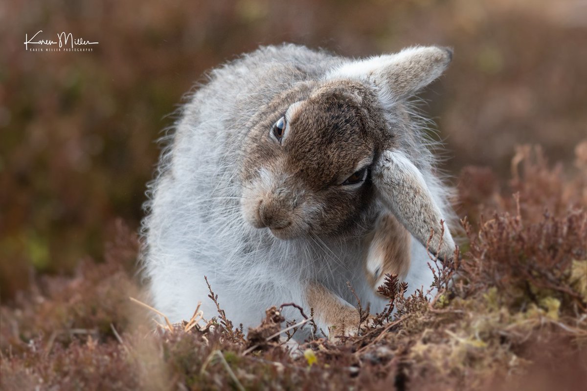 RT @kfjmillerphoto: Loved this #mountainhare! @HPT_Official @onekindtweet @BBCEarth @WildlifeMag @iNatureUK #thephotohour @ScotsMagazine @RSPBScotland @VisitScotland @nature_scot @wildscotland @Mammal_Society @mammals_uk