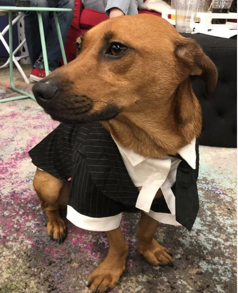 WITHINco's tweet photo. Ready to take on the week
#DogFriendly #Startup #DigitalMarketing #CompanyCulture #StartupLife #MondayMotivation #OfficeGreeter #GoodBoy #BusinessReady #SuitUp #LetsGetDownToBusiness https://t.co/ZZwYtpYjS1