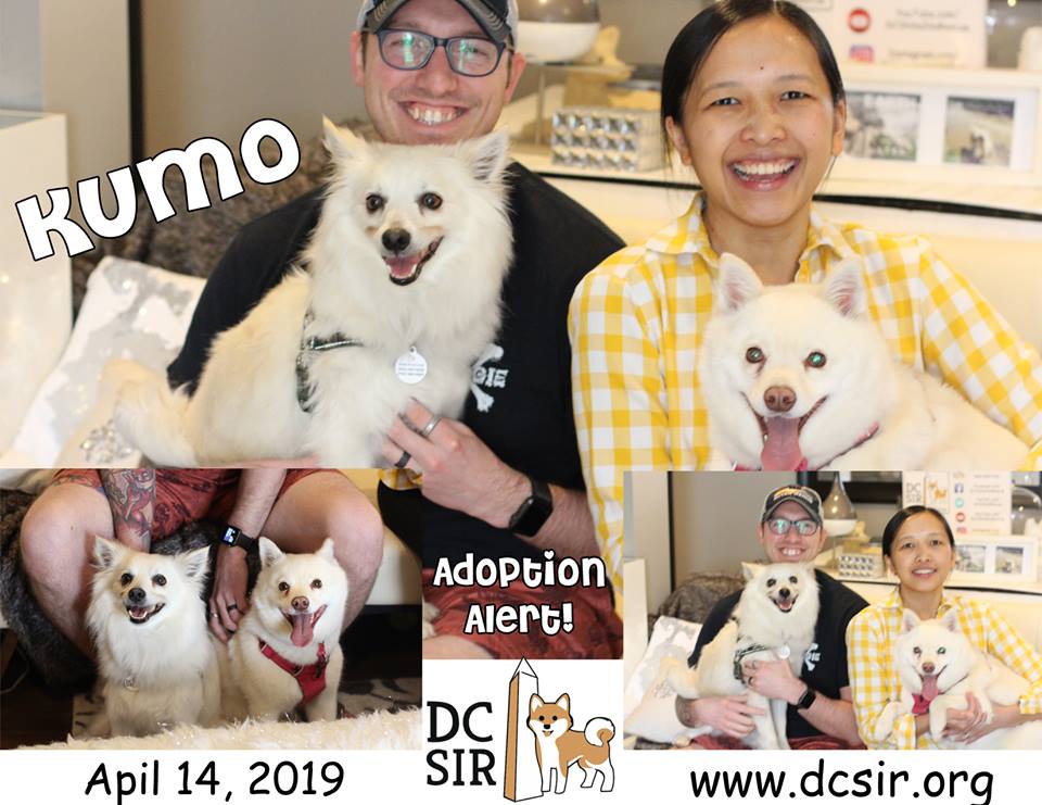 DCShibaRescue's tweet photo. #AdoptionAlert2019: Kumo will have a mom and dad and cream Shiba sister that he already adores! Please join us in congratulating Kumo on his forever home and welcome his family to the DC SIR family!! https://t.co/VvE3VMFRIE #HappyTails #RescueSavesLives https://t.co/8ZrTJxHVcu