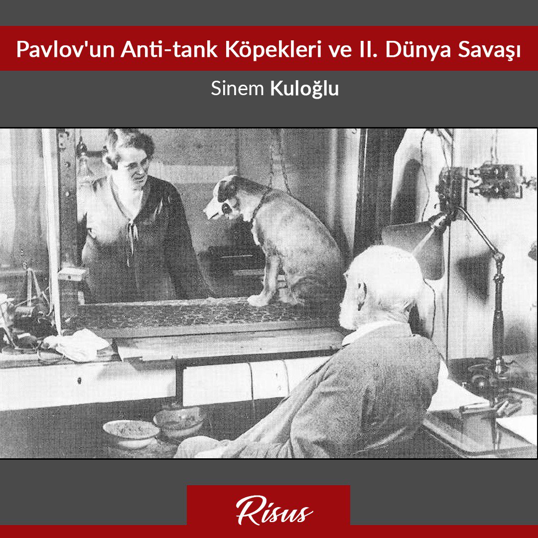 Bir köpek, döneminin yenilmez denilen tankına karşı gelip savaşın seyrini değiştirebilir mi? 
Yazımız devamı ve daha fazlasını profilimizdeki linke tıklayarak bulabilirsiniz.
#Psikoloji #pavlov #insan #tarih #savaş #dünya #sovyet #Rusya #tank #almanya