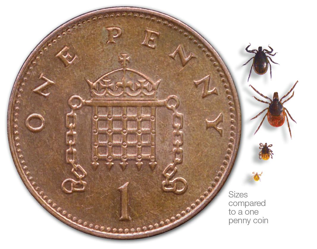 NorthSomersetC's tweet image. Now the evenings are lighter, lots of us are enjoying the beautiful #NorthSomerset countryside – but are you #TickAware? There are a few simple steps you can take to prevent being bitten by a tick. Find out how to safely remove a tick if you do get bitten: n-somerset.gov.uk/ticks