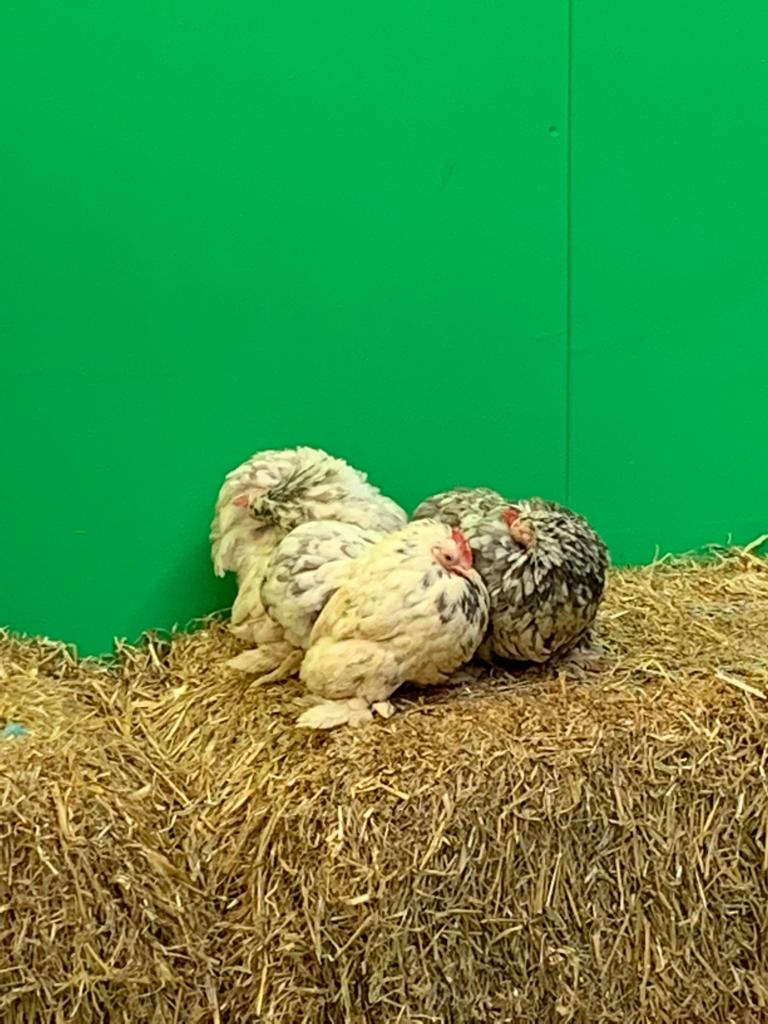 MagentaStarLtd's tweet photo. Even the chickens are loving the green screen this Easter!

#farmpark #farmattractions #greenscreen #supplier #photography #seasonalinstallation #NFAN #BALPPA https://t.co/f3NDY6IPnQ