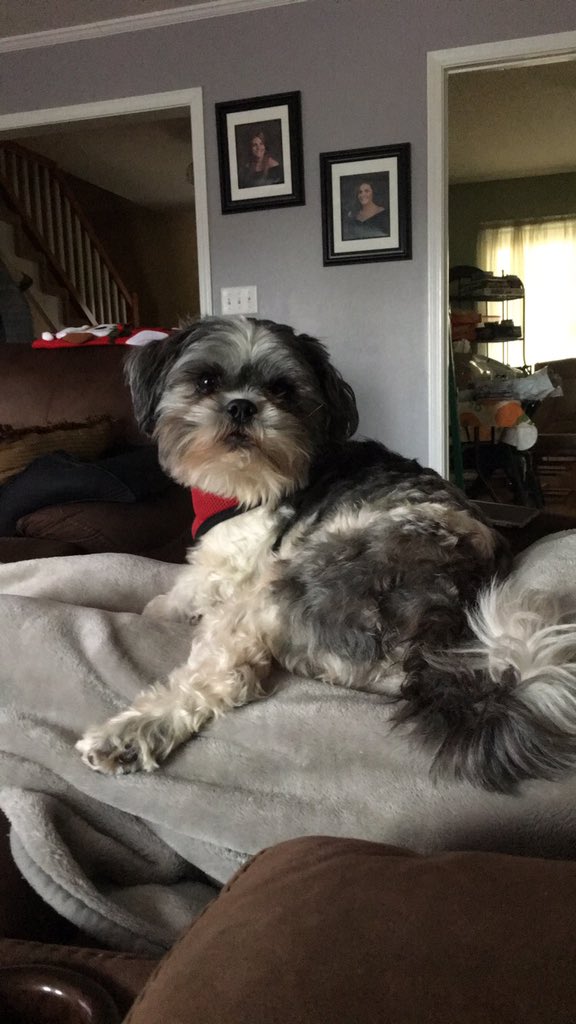 laurentashjian's tweet photo. Appreciation post for my sweet Ryder boy. I can’t wait to cuddle this pupper all summer https://t.co/oRVhIyGRlS