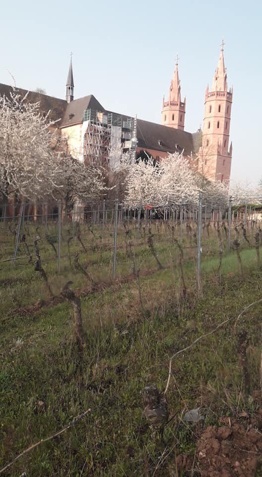 ValckenbergI's tweet photo. spring has sprung at Liebfrauenstift #Germany  #germanwines #riesling https://t.co/8sbQT969YB