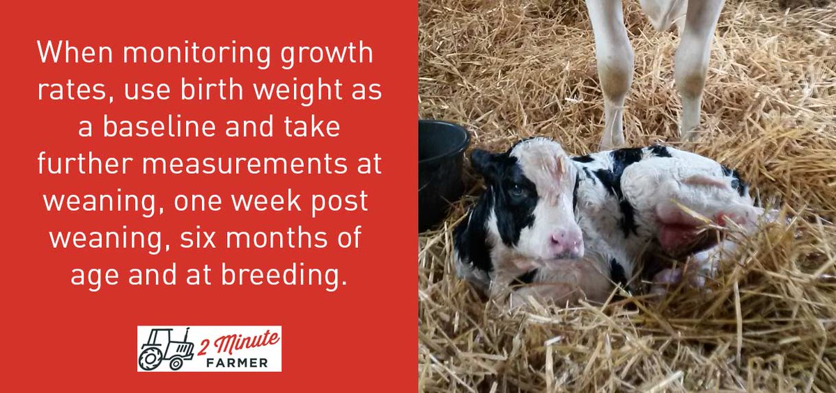 2MinuteFarmer's tweet image. Monitoring growth indirectly measures feed conversion efficiency. 

2minutefarmer.co.uk/technical-effi…

#teamdairy #dairyfarming #rumendevelopment #calfsurvival