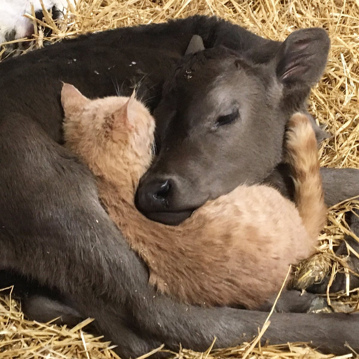 In case your Monday needs a little 😍.

#farmlove #snuggle #brightspots