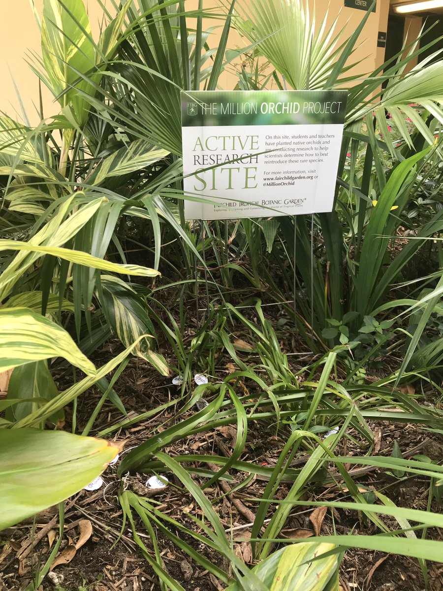 HJ_killian's tweet photo. Success! On Friday, we found our orchids a nice subtle home when we added them to the orchid tracker. This helps us easily report on our orchids conditions and make sure they keep good health!🌱🌿⛑ #MillionOrchidProject https://t.co/Sz6TXGGfWW