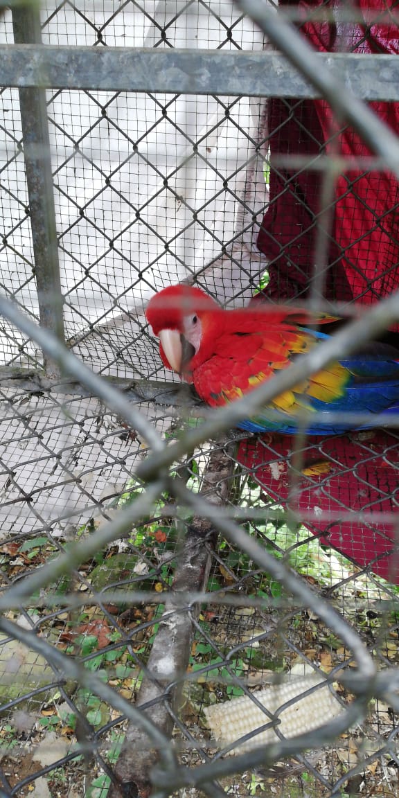 Los oficiales de la <a href="/fuerzapublicaCR/">Fuerza Pública CR</a> combaten a diario la delincuencia y, además, cuidan de la flora y fauna de nuestro país. Ayer, policías destacados en Siquirres, #Limón, rescataron en Pacuare a una lapa roja en cautiverio. Fue entreda al <a href="/CRMinae/">Ministerio de Ambiente y Energía de Costa Rica</a>  para su próxima liberación.