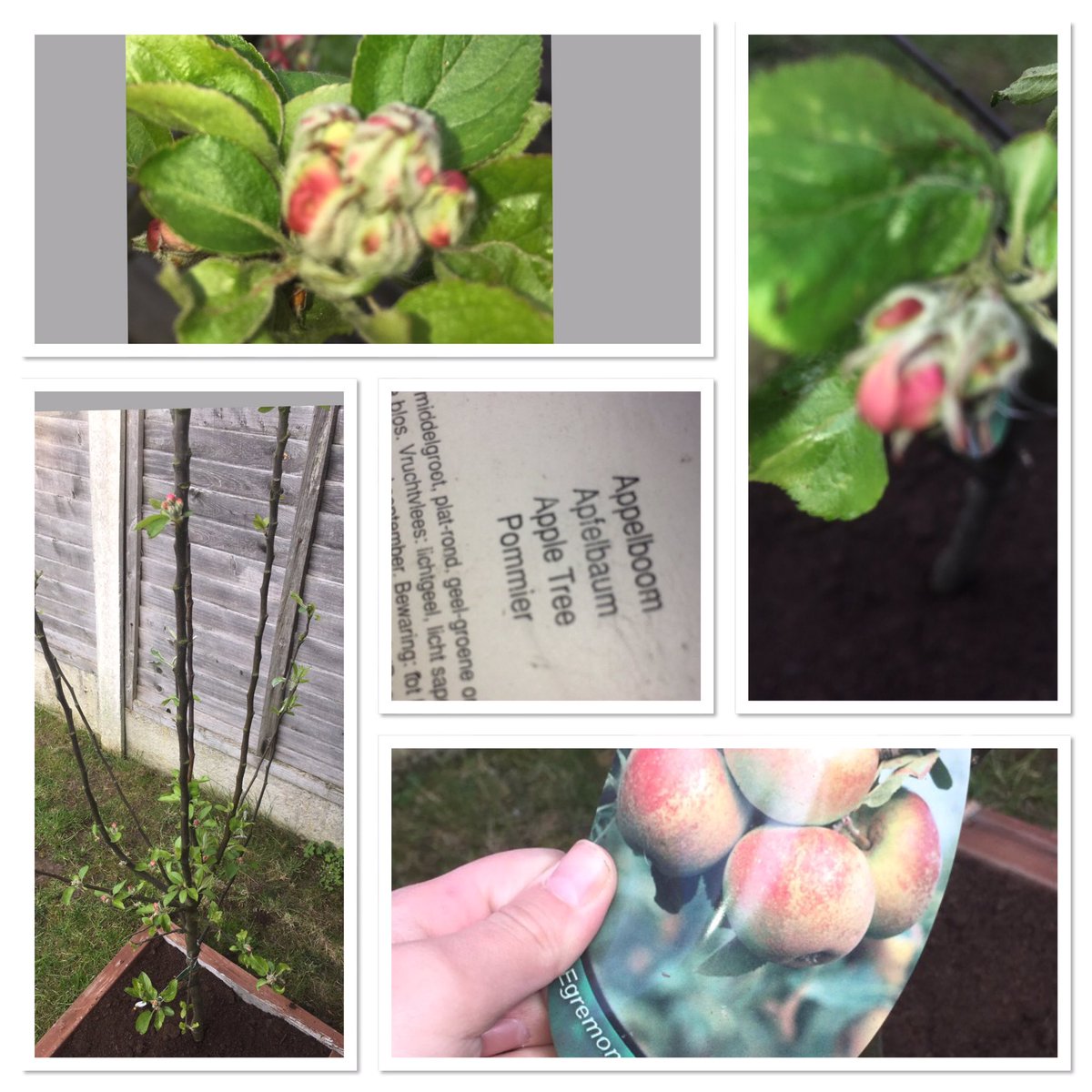 Ultra_Flamingo's tweet photo. #apple #appletree #growing #blossoming #tree #spring #springtime #healthy #nature •
•
• 
I will keep you updated on how much it grows! https://t.co/fum9Xbqkox