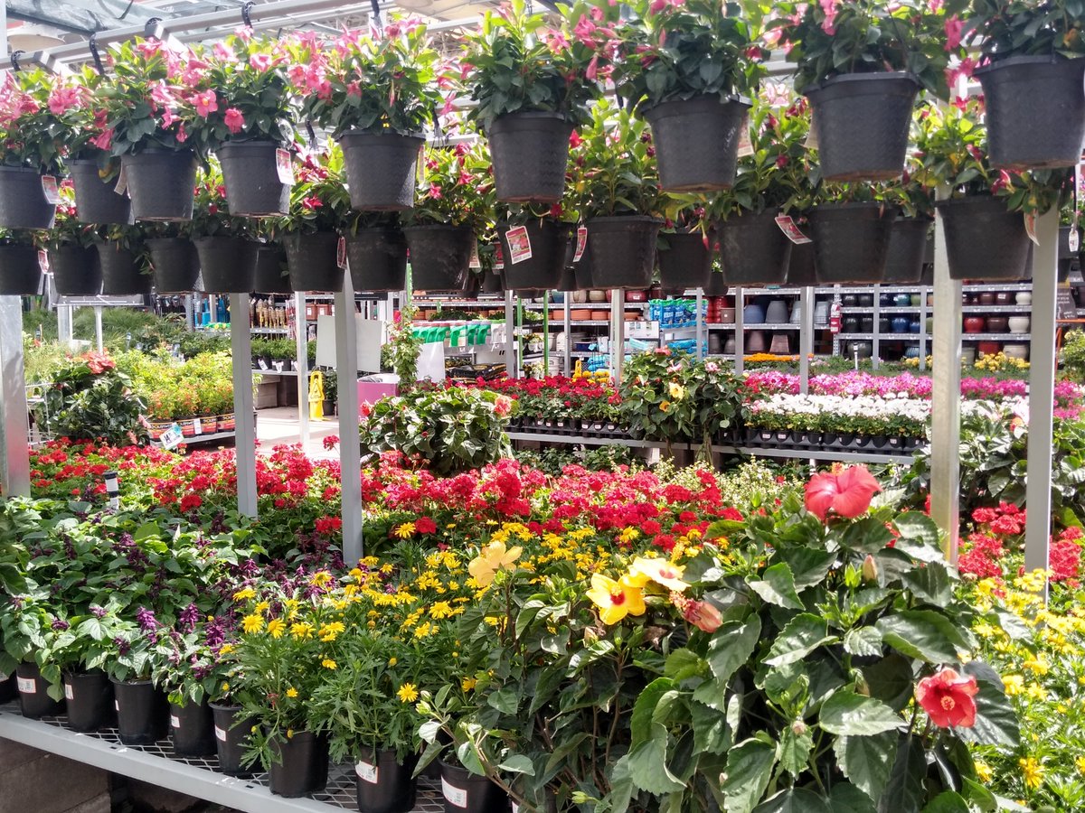 RandyBoston10's tweet photo. It's #MondayMorning and my #MondayMotivation is taking pride in how #beautiful @HomeDepot 's #gardening department looks! Visit #thehomedepot in Avondale #today 
.
. 
#BleedOrange #tothemax #441pride #team441 #d287 #D287BiggerStrongerFaster https://t.co/Pqhs6rIl7u