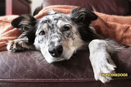 Hot Spots on Dogs—What are They and How Do You Deal With Them? dlvr.it/R2s8Rn