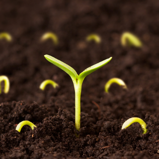 #продам #просо #organic продам просо, 2 клас, органіка, 10т, 13900UAH, елеватор Гніздичів
детально - agroxy.com/board/1920