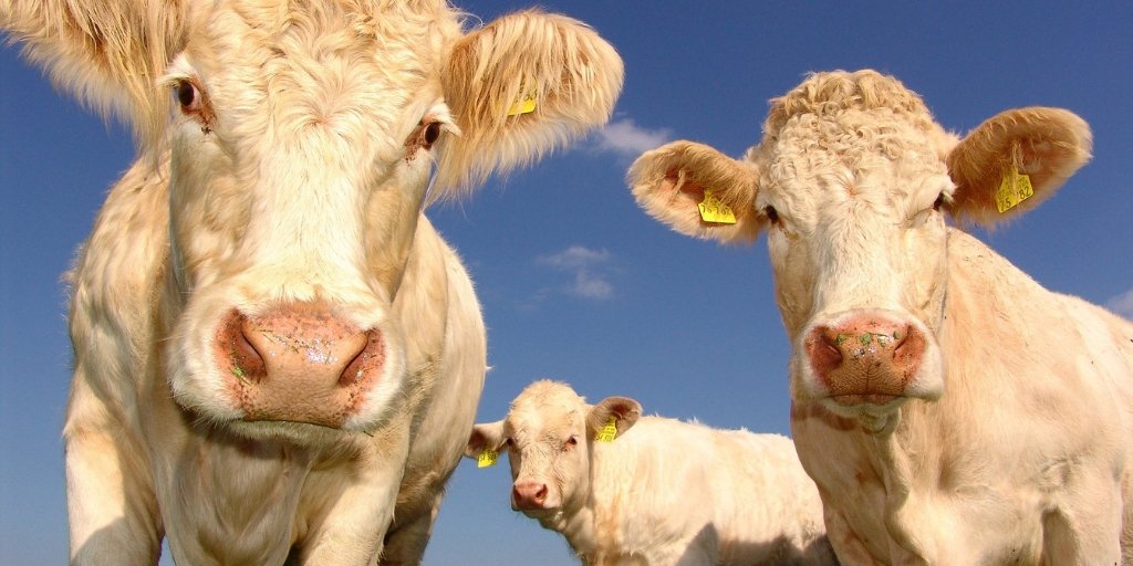 _HaltonHills's tweet photo. Attention Halton Hills farmers &amp; agri-food businesses owners! Applications are now being accepted for funding through the Canadian Agricultural Partnership. Be sure to apply today! For info visit: https://t.co/hpvvMtmGJn #hhEconomicDevelopment https://t.co/c1J8TO2bxp