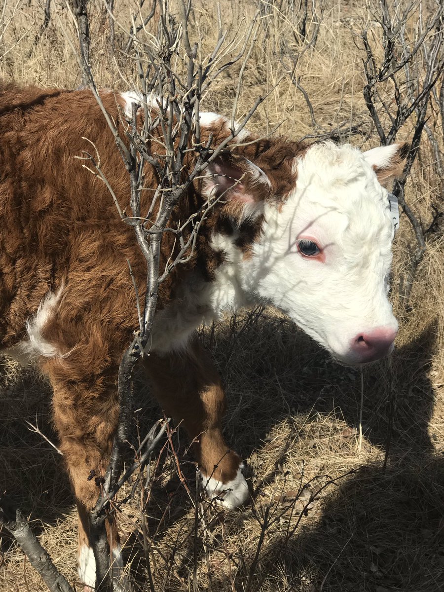 cropsncows's tweet photo. Annnnnnnnd were half done bringing in the babies for 2019!!! Good luck to those are are almost done & who have yet to start!! ๐๐ฎ #calving19 #saskherefords #mommysnewbullcalf https://t.co/3qVMKfTves