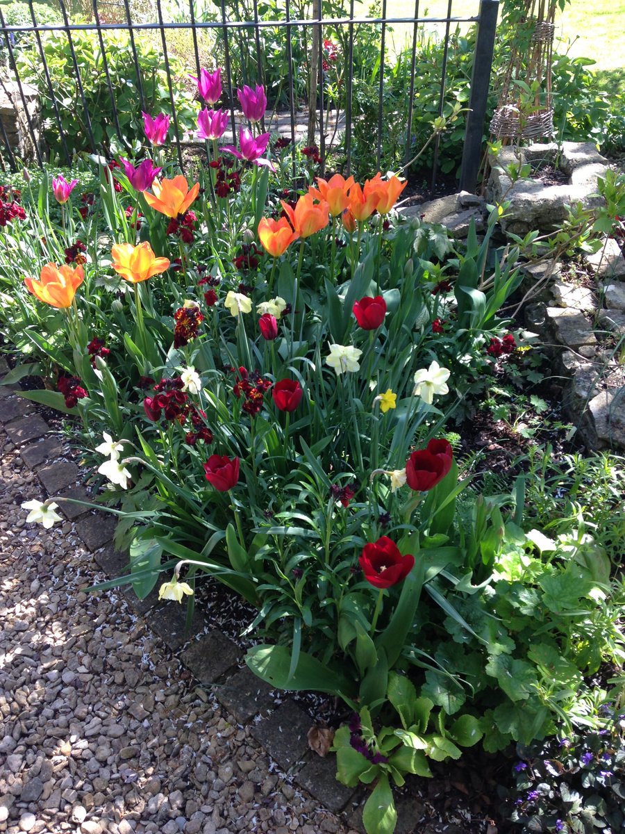 And indeed those pix are of my garden, The Gate, Winchcombe, which I'm now opening on Saturday 20 Apri, 2-5pm. Plants and homemade teas for sale.#Glosngs #ngs.org.uk