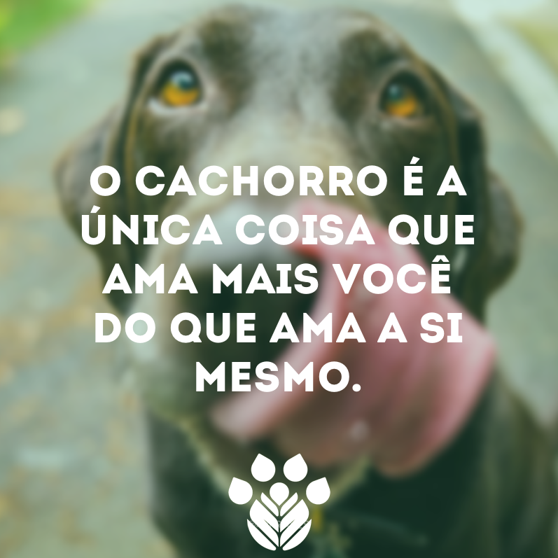 instituto_mapaa's tweet photo. #Mapaa #ONG #ProteçãoAnimal #AmoraosAnimais #Adote #Adoção #NãoCompreAdote https://t.co/e9kc4eSCeq