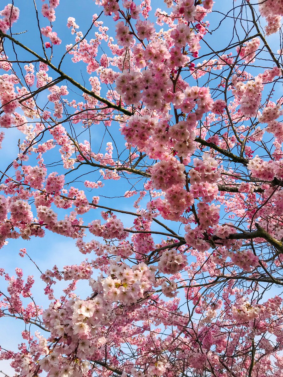 AgencyIndigo's tweet photo. Connaissez vous la signification du cerisier japonais?🌸
Appelée Sakura, cette fleur rose symbolise la vie sur Terre: fragile, fugace et belle. Les japonais leur vouent depuis des siècles une tradition appelée Hanami consistant à remercier les dieux des champs pour les récoltes🌸 https://t.co/0FUPY1RIdp