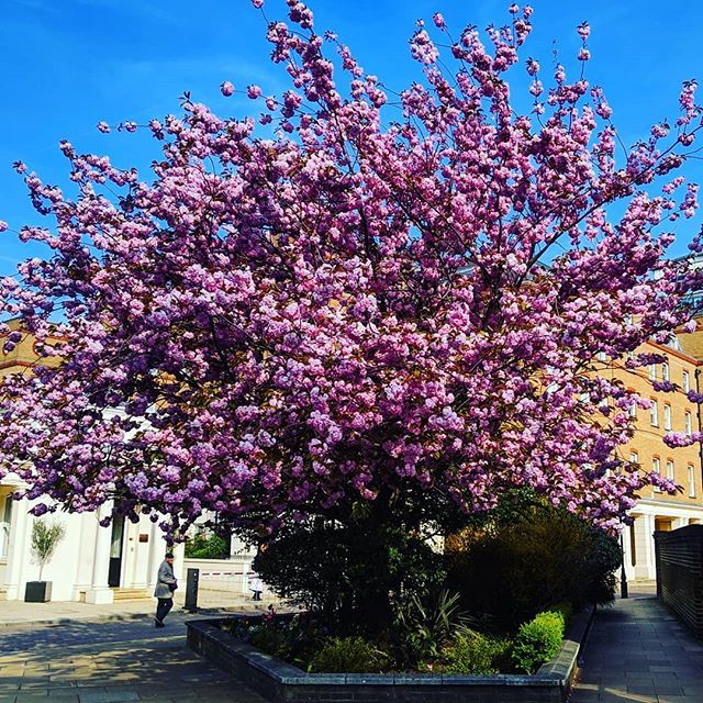 I'm so happy when Spring is in season! The sky is blue, bees are making honey and the trees are living their best life! #FloralsForSpring #Groundbreaking #PinkBlossom #Yayfever #Hayfever bit.ly/2UY5Y9i