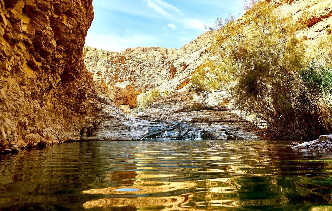 IsraelTourism's tweet photo. A hike through #EinGedi's botanical gardens is sure to rejuvenate your spirit! #VisitIsrael (📷: https://t.co/smmwXkXCfg) https://t.co/uV8W1zu2FM