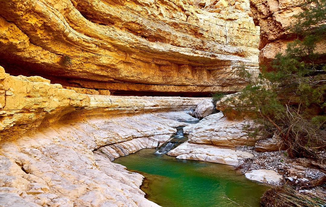 IsraelTourism's tweet photo. A hike through #EinGedi's botanical gardens is sure to rejuvenate your spirit! #VisitIsrael (📷: https://t.co/smmwXkXCfg) https://t.co/uV8W1zu2FM