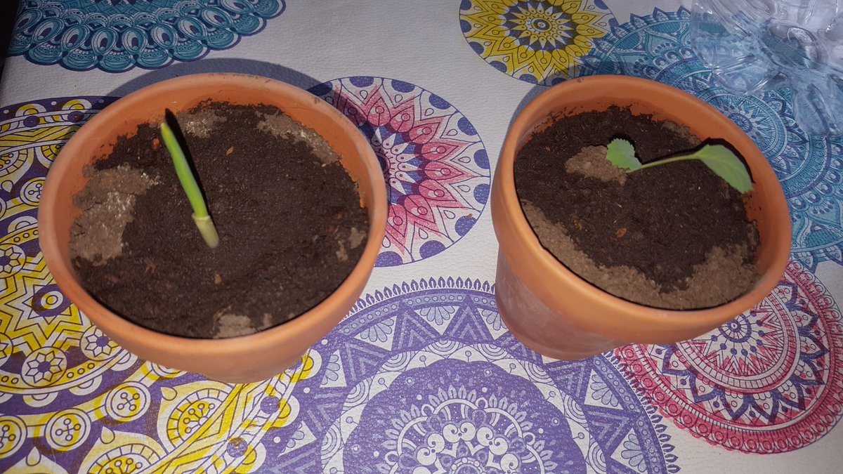 #infertilpandy 
Volviendo  a lo natural ... hasta hacerme mi espacio de Huerta... vamos con las macetas ... 
Aqui mi  AJO y mi REPOLLO BLANCO. 
Creo fervientemente en q es MAS que importante lo que COMEMOS 
mas despues  de haberme juntado con @cordobesain ...